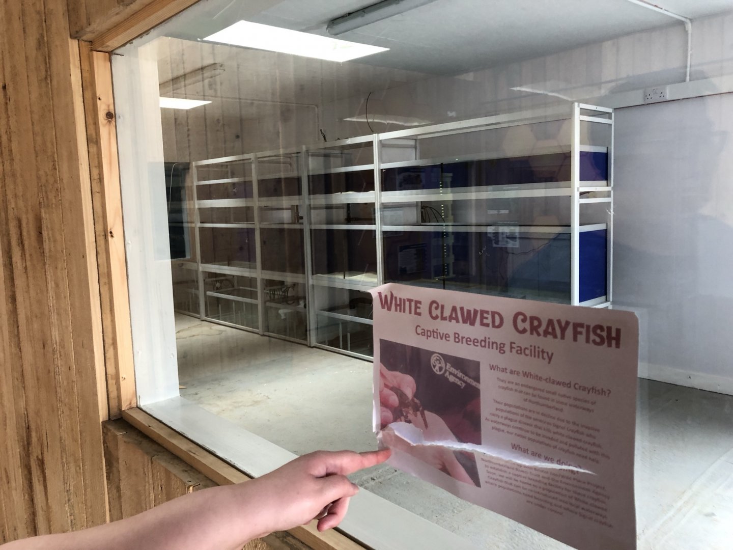 Crayfish Captive Breeding Facility at Northumberland Country Zoo (September 2021)