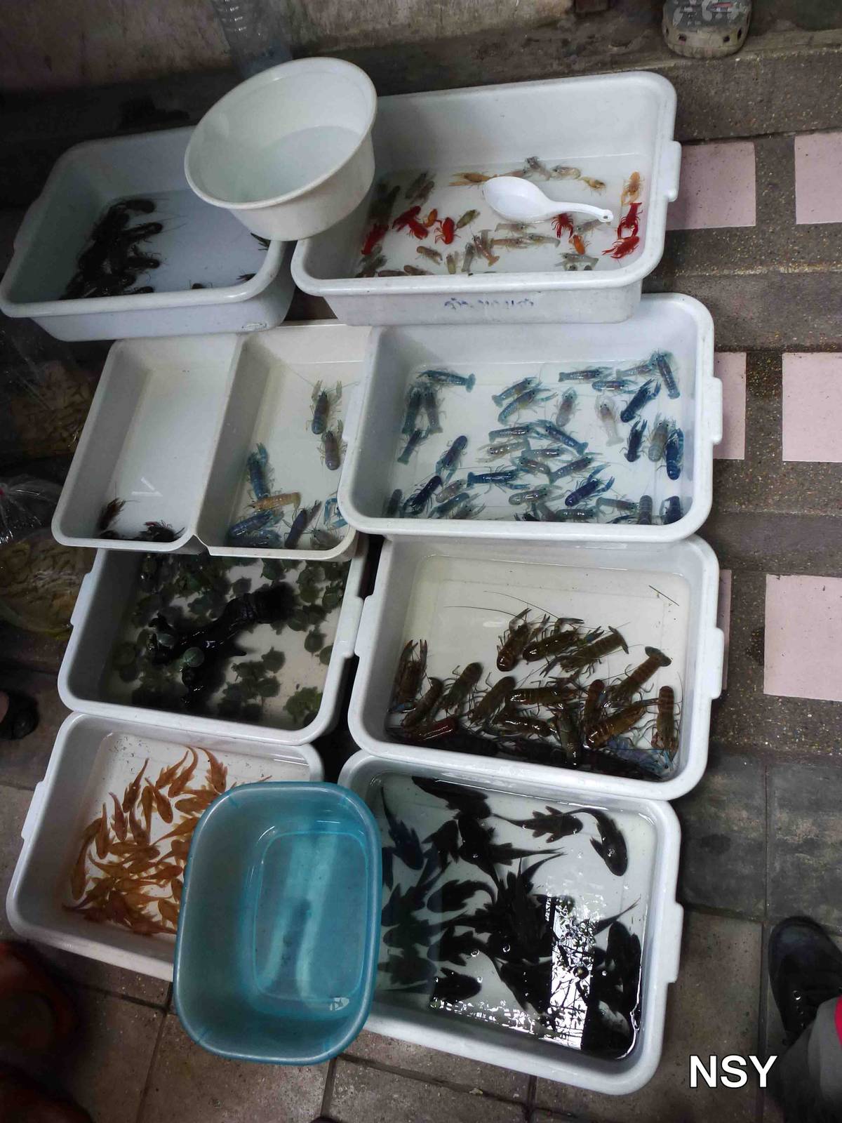 Crayfish - Chatuchak market, June 2013.