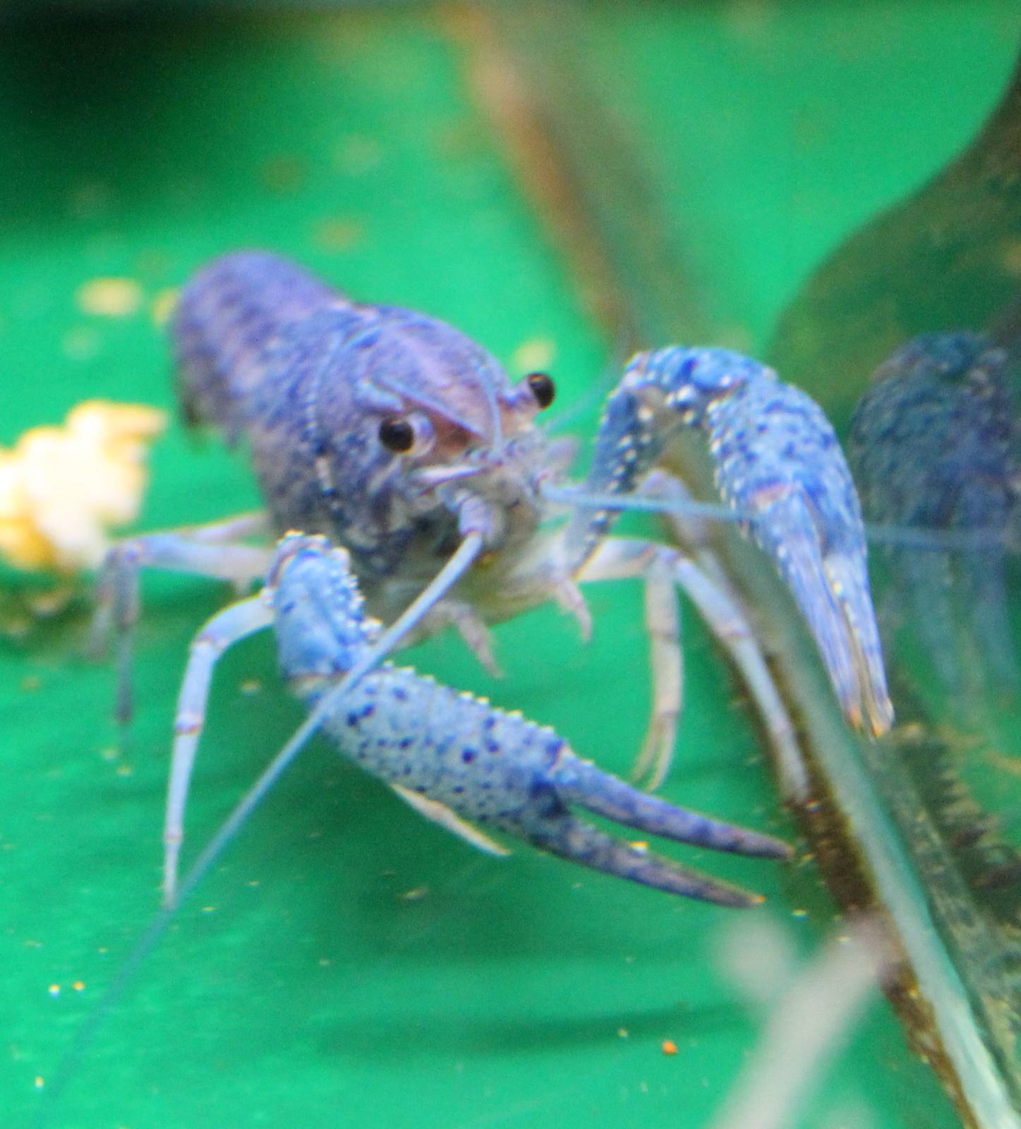 Crayfish Cherax clackii electric blue