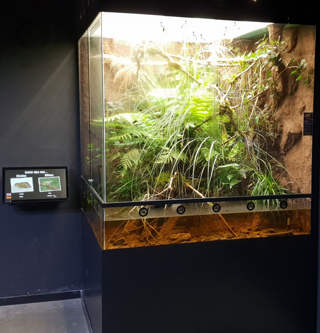 Crayfish - European treefrog enclosure