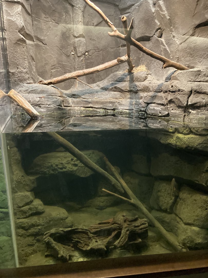 Crayfish exhibit