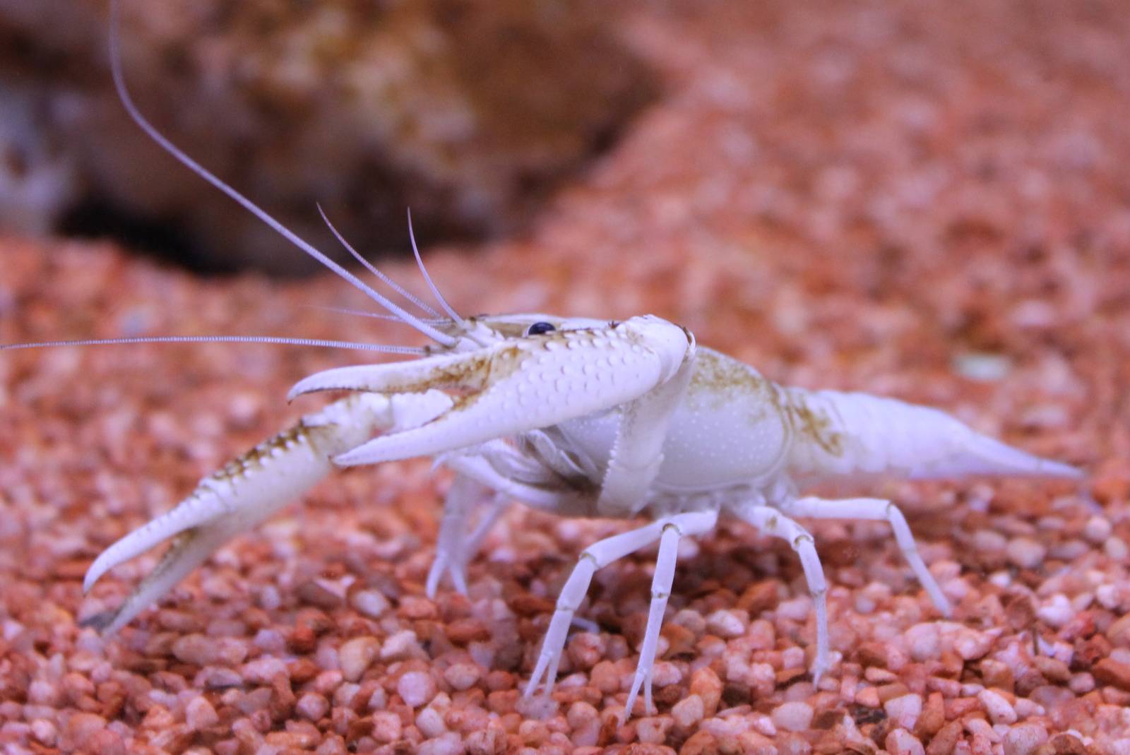 Crayfish ID