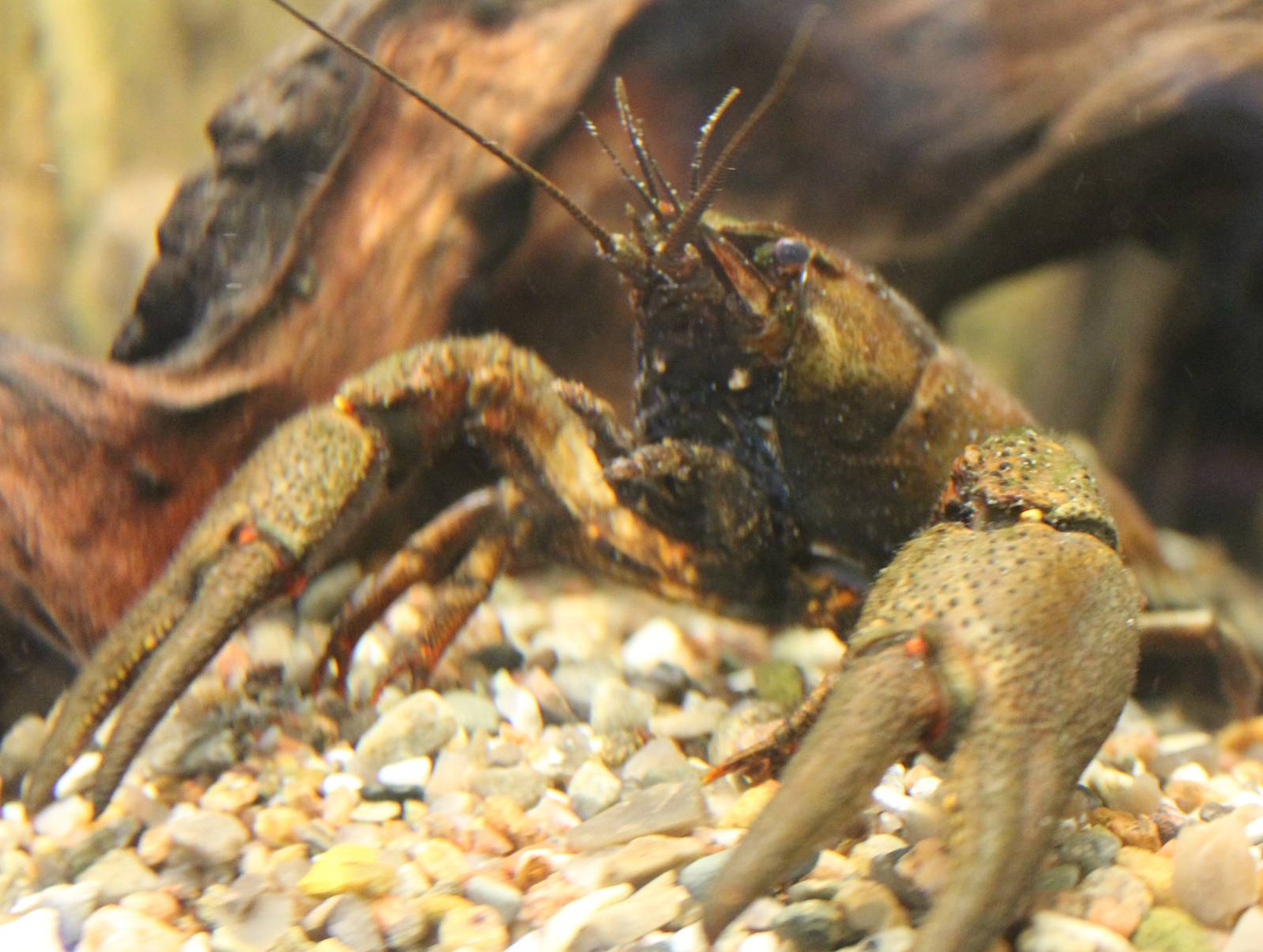 Crayfish ID
