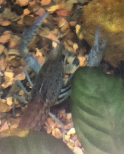 Crayfish ID?