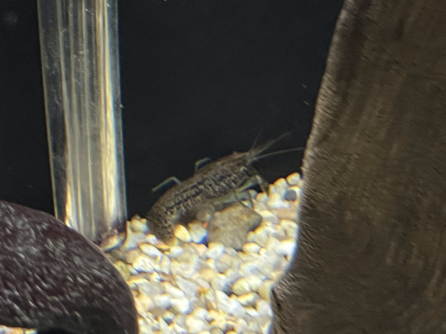 Crayfish ID