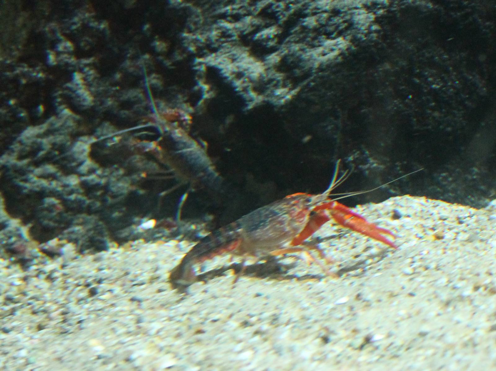 Crayfish in the China-aquarium