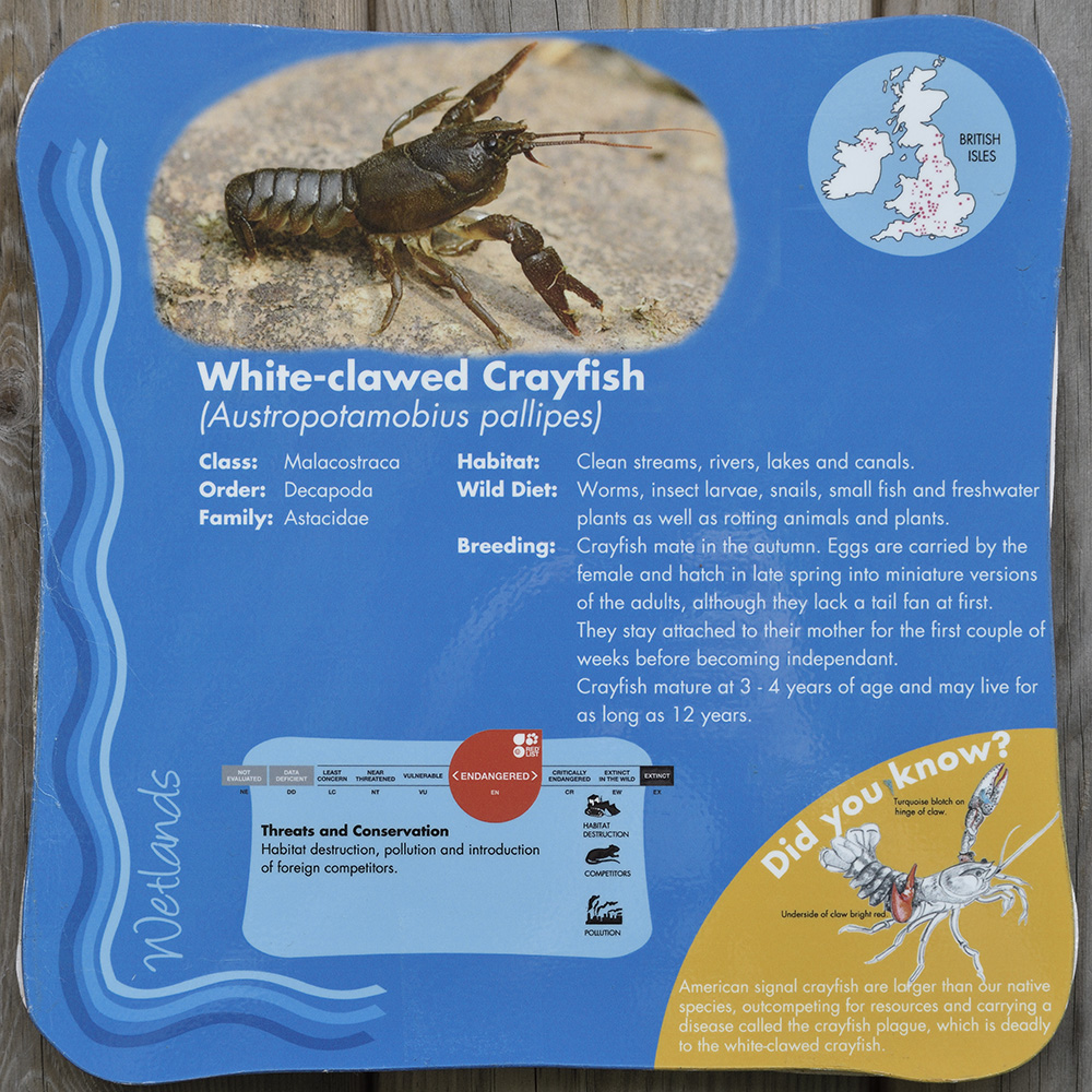 Crayfish sign