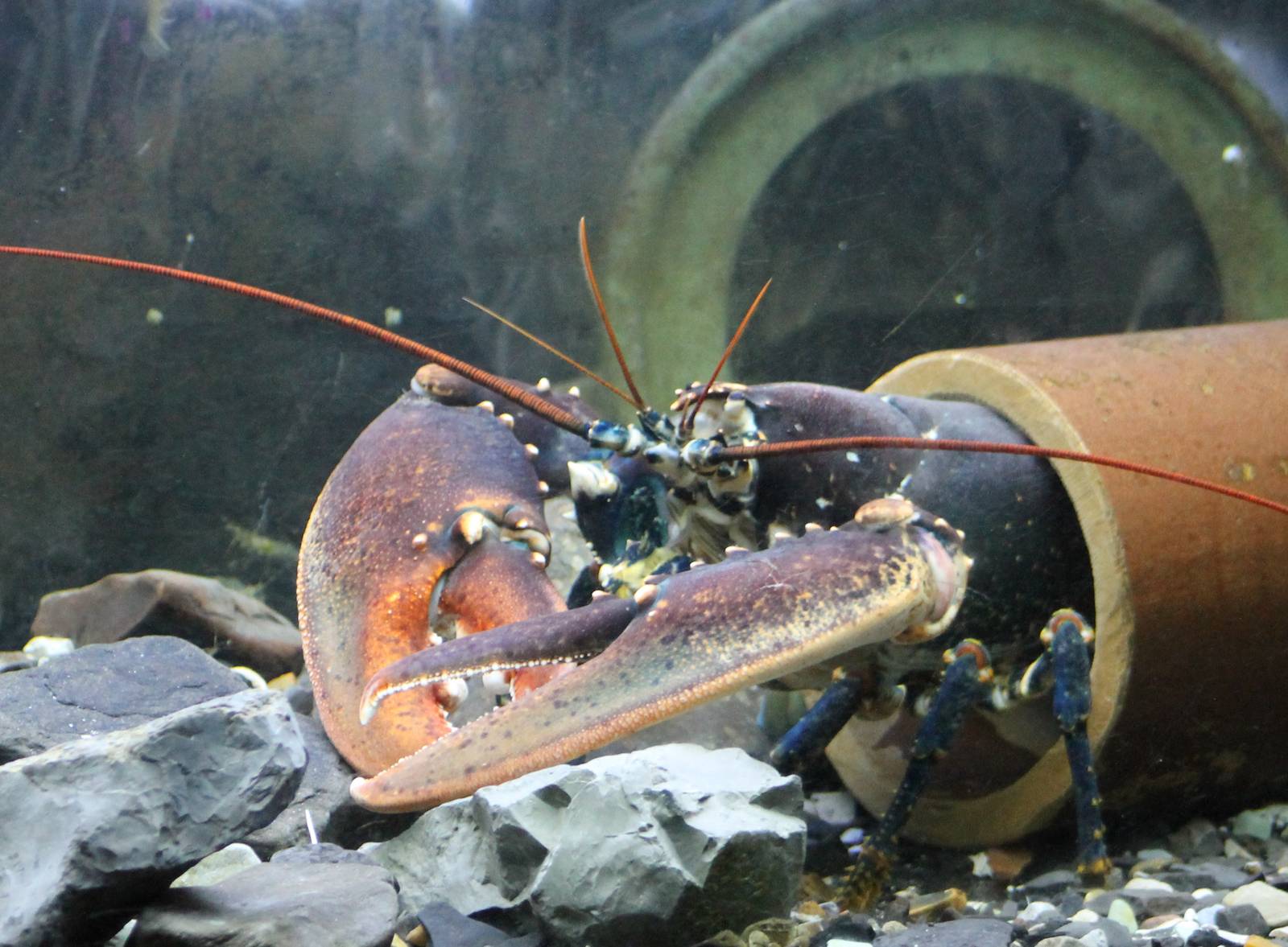 Crayfish species
