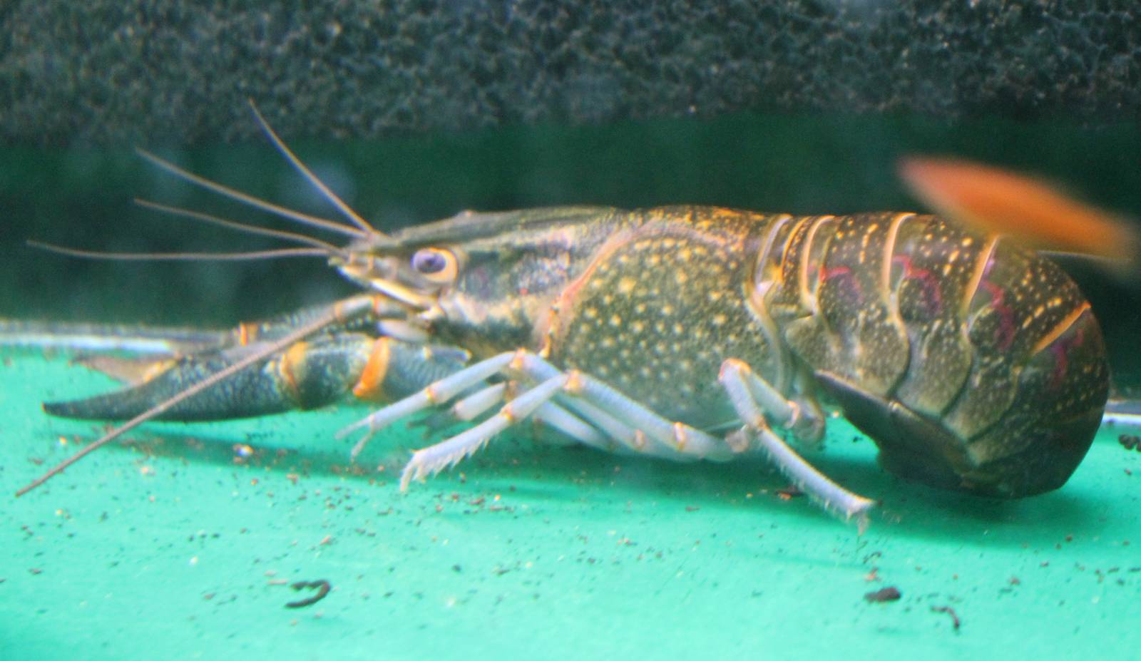 Crayfish species