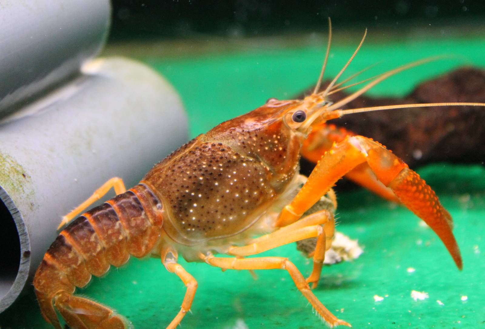 Crayfish species
