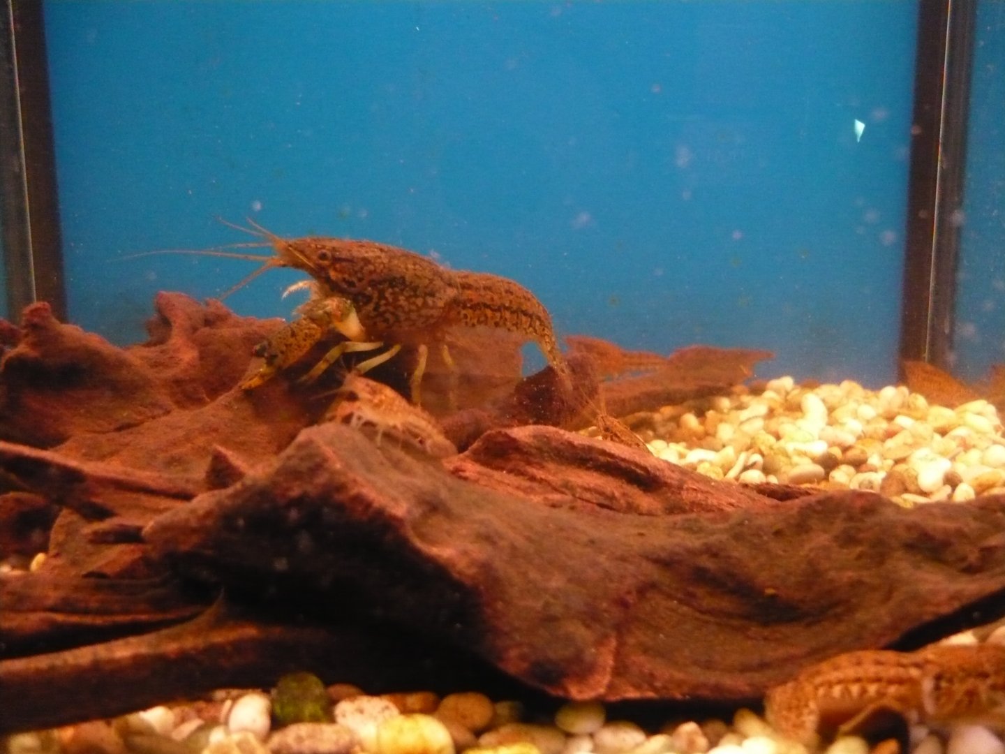 Crayfish