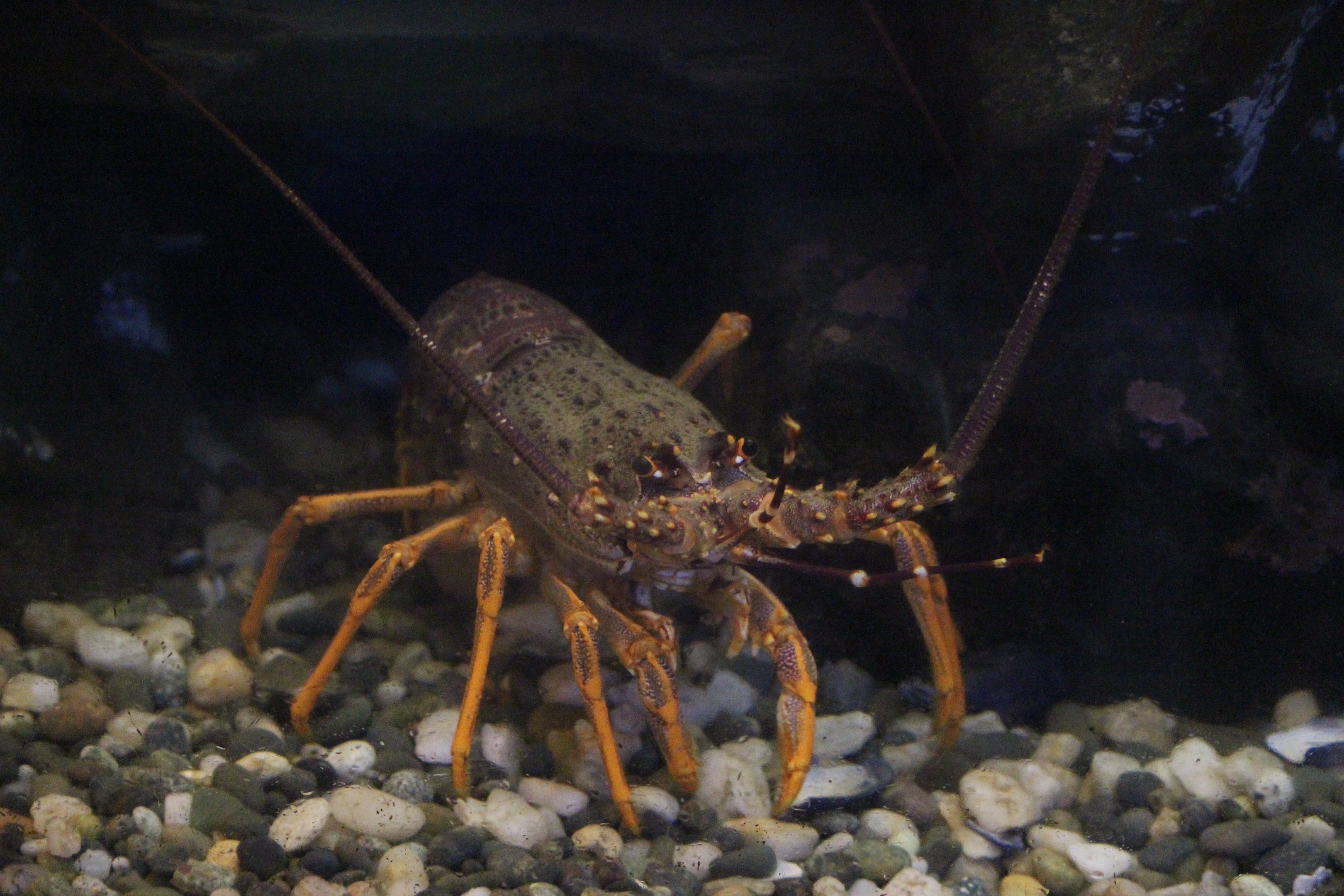 Crayfish