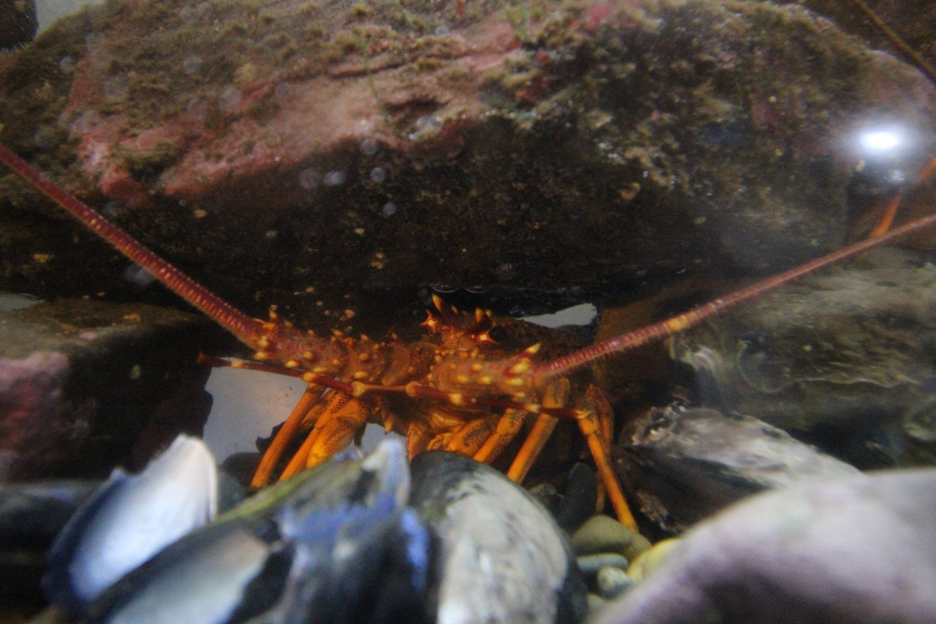 Crayfish
