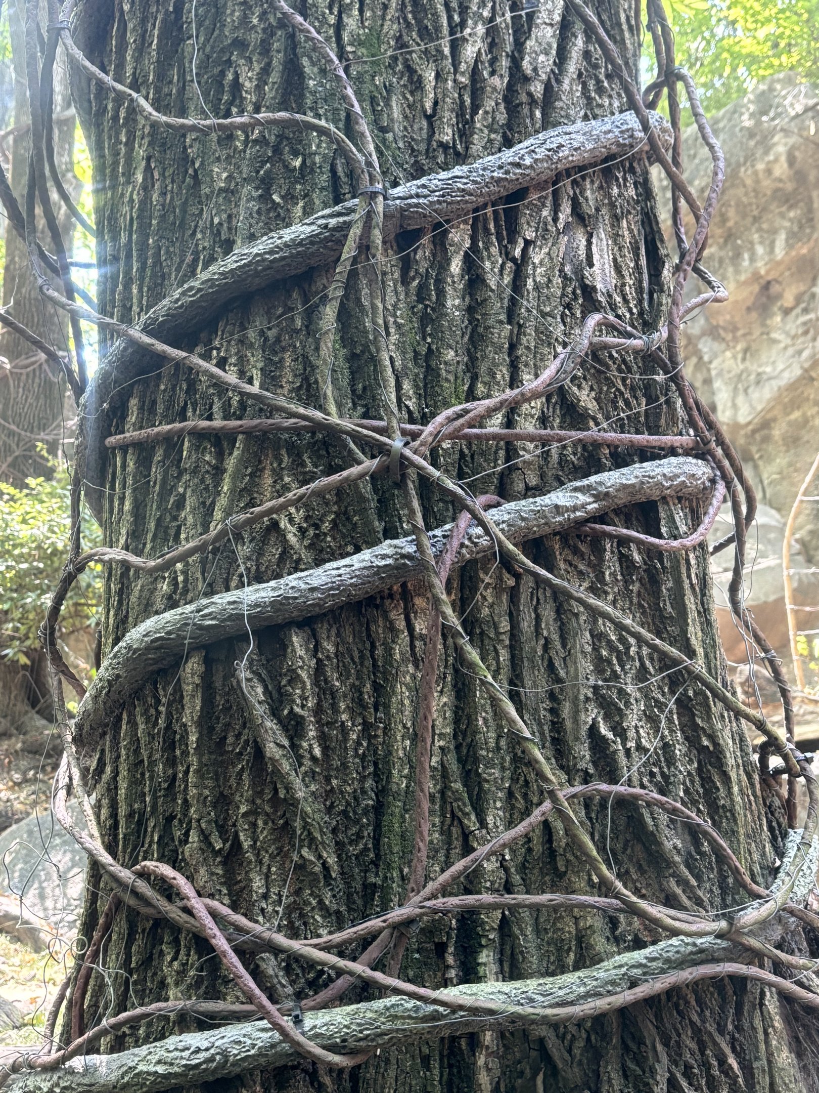 Crazy amount of hotwire in Congo Gorilla Forest