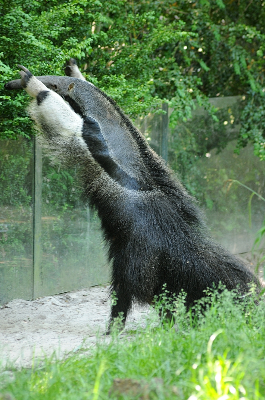 Crazy anteater at Dortmund zoo