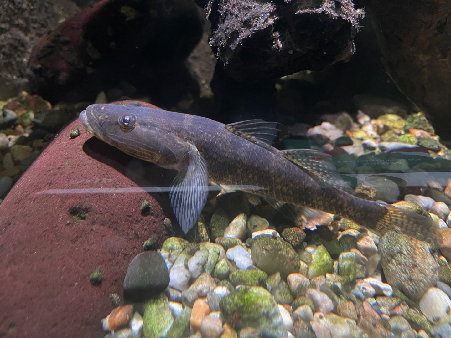 crazy fish (butis butis) - dunia air tawar