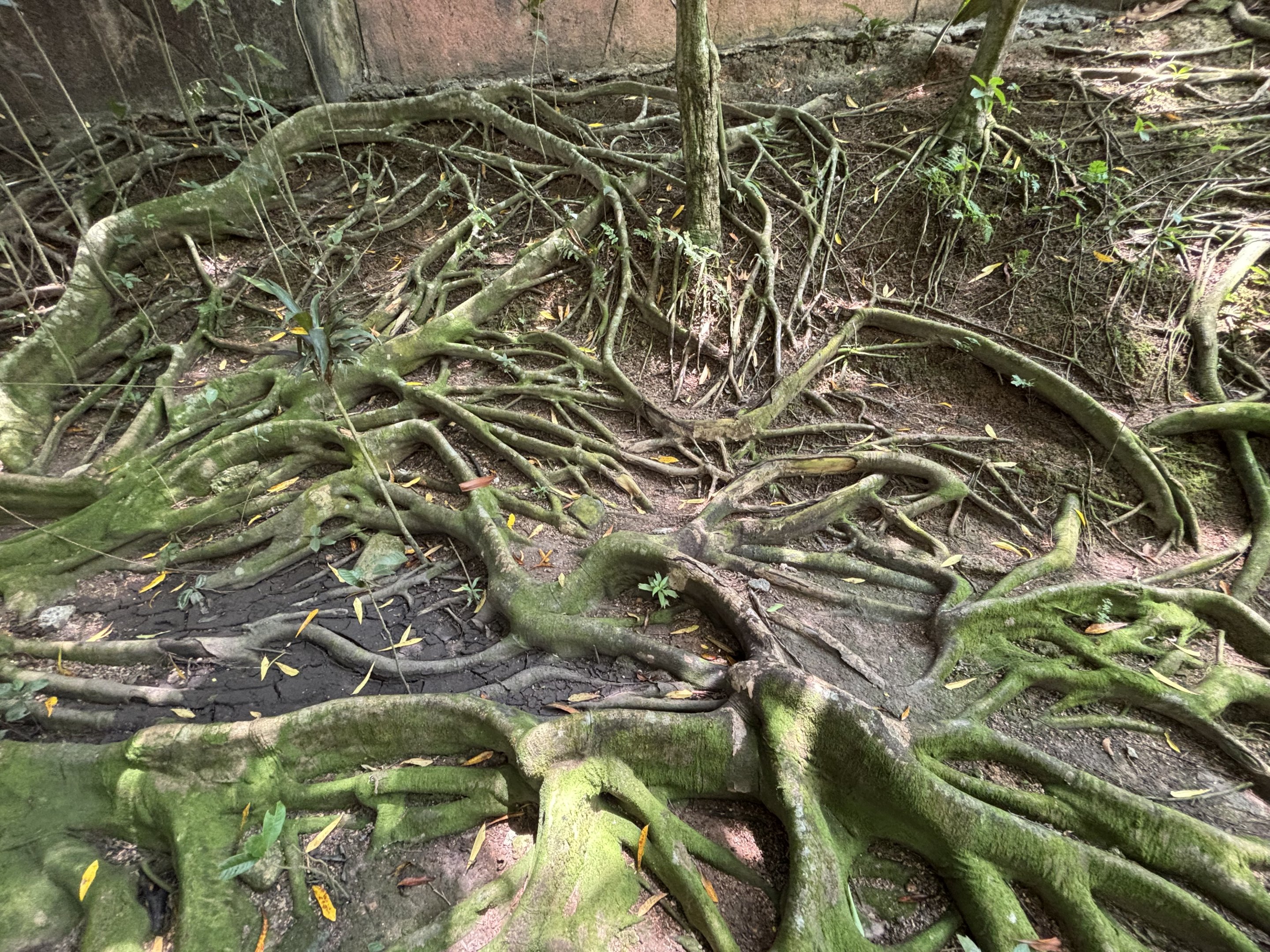Crazy jungle tree roots
