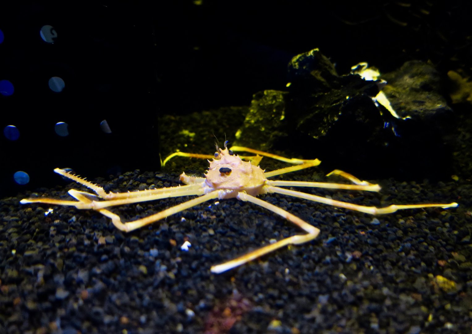 Crazy legs! (Platymaia alcocki)