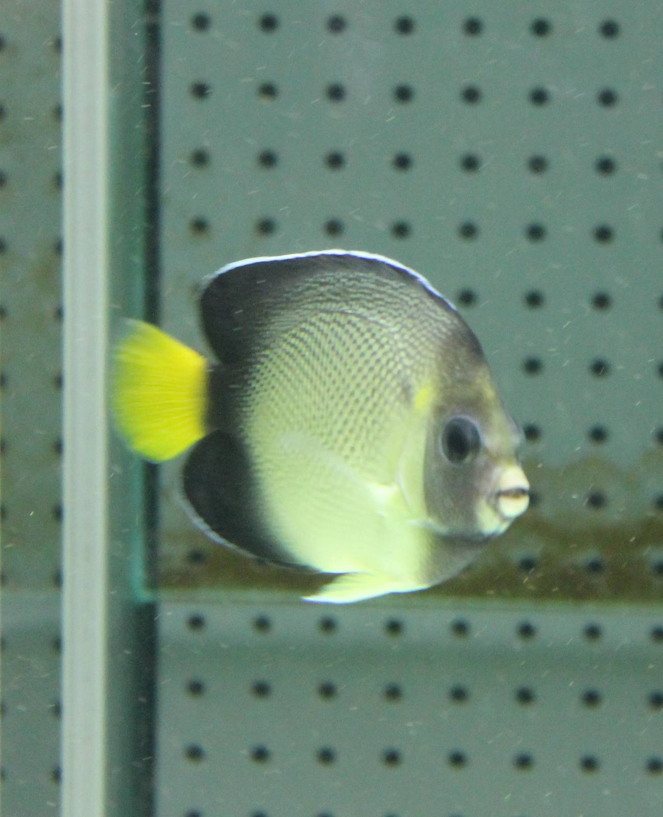 Cream angelfish