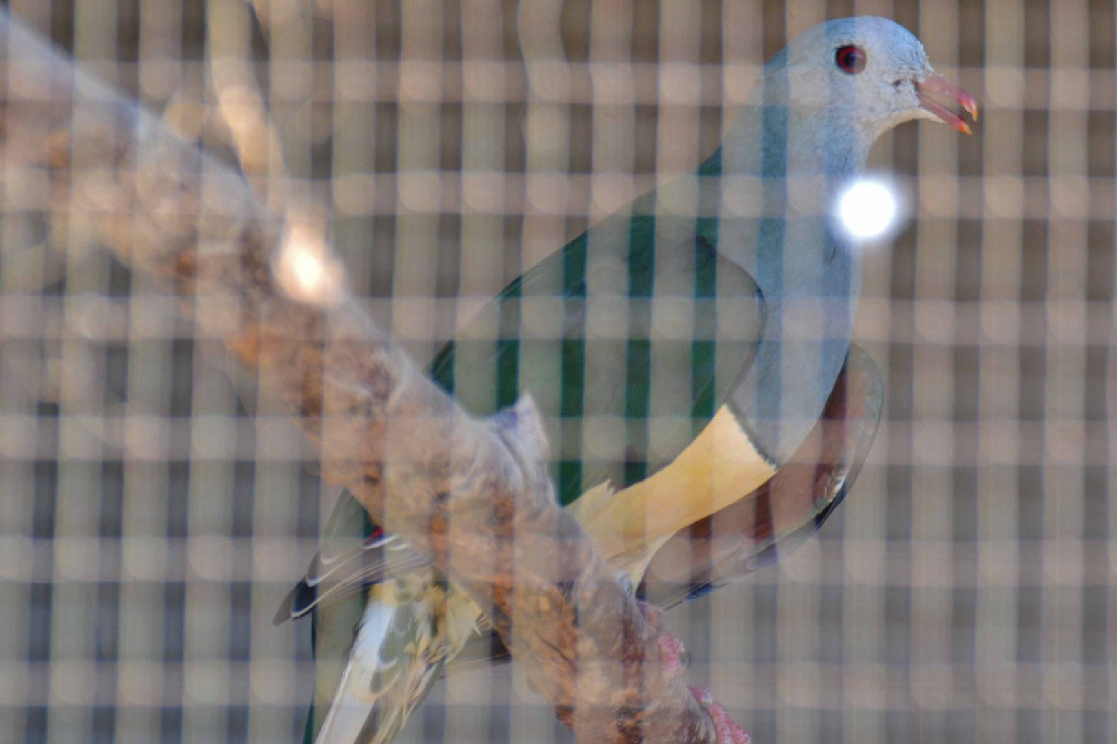 Cream-bellied fruit-dove, Ramphiculus merrilli (2019)