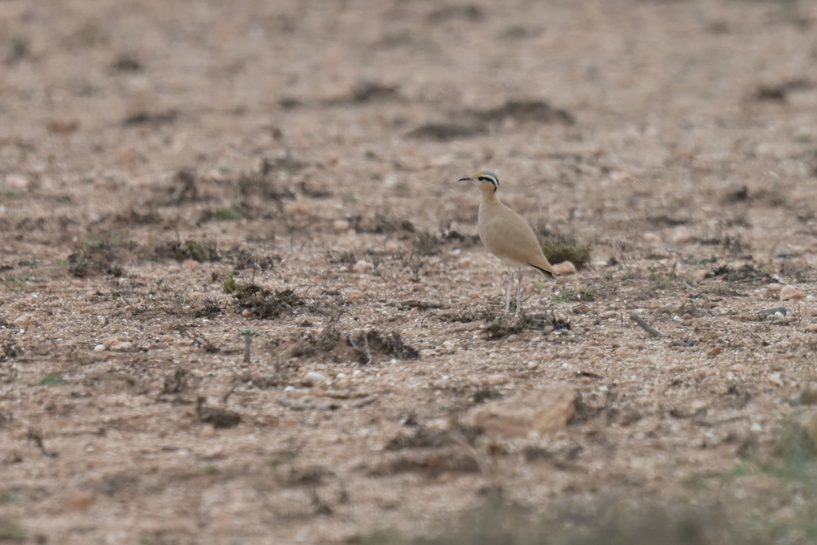 Cream-colored Courser Cursorius cursor