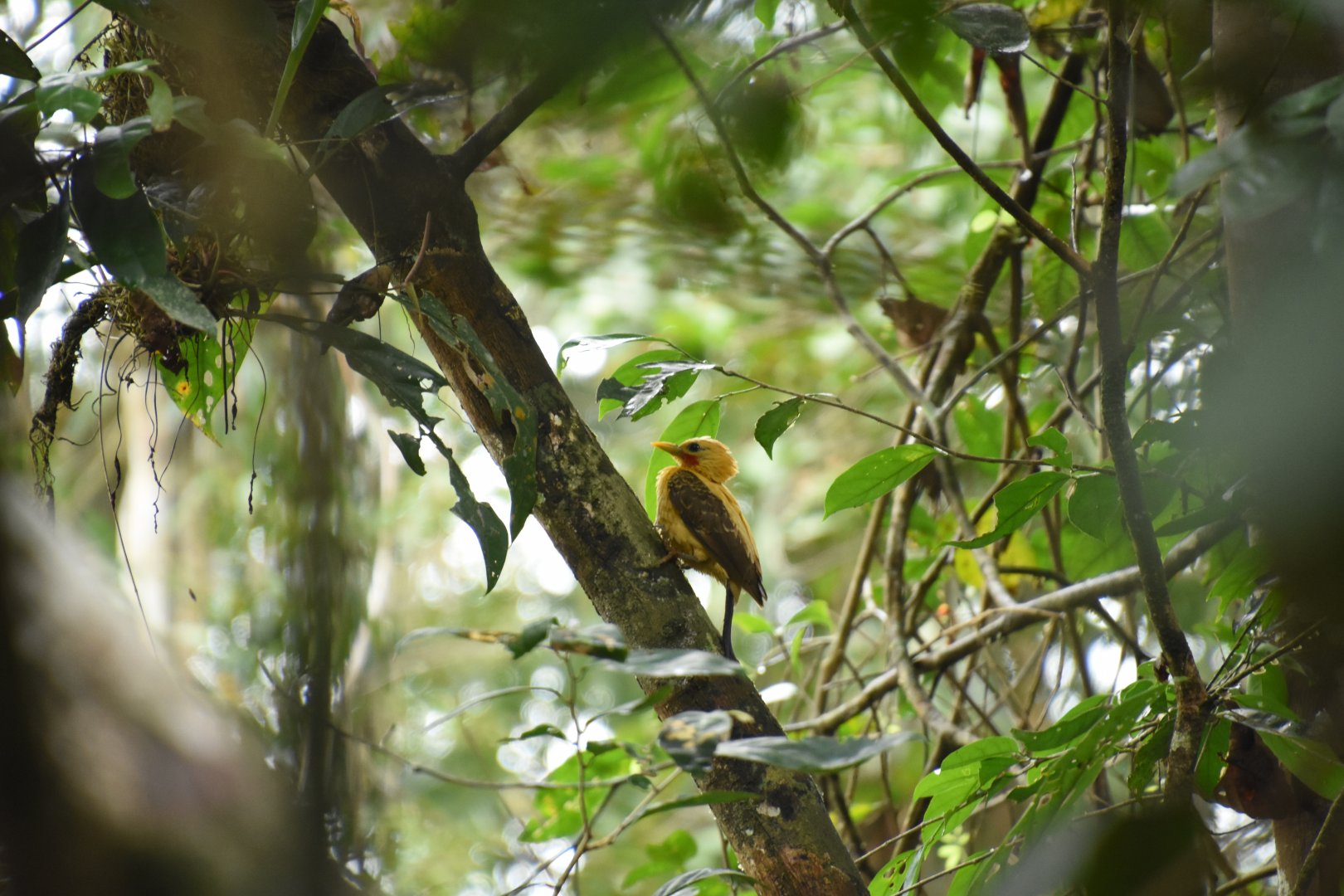 Cream-colored woodpecker (Celeus flavus)