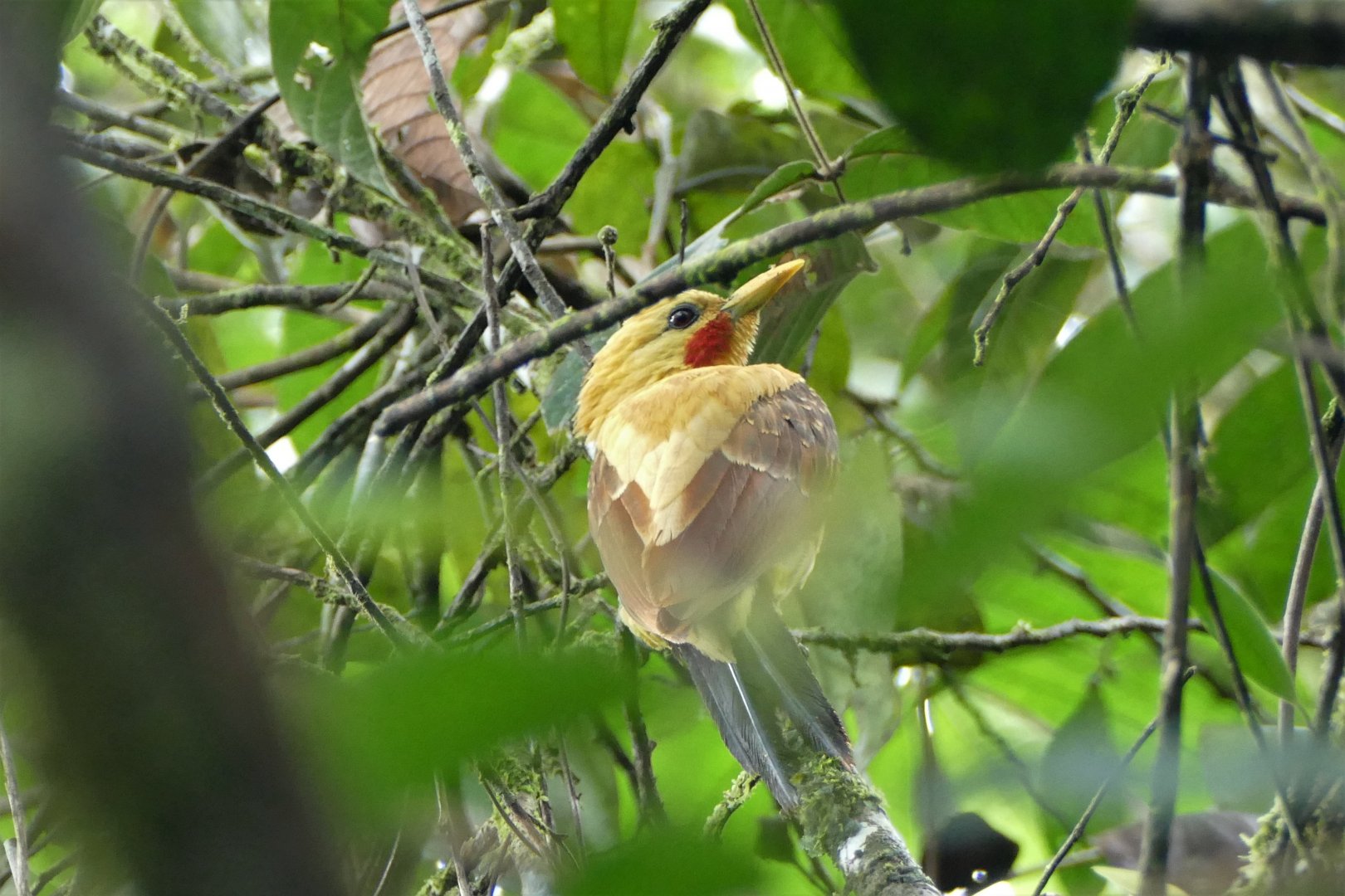 Cream-colored Woodpecker