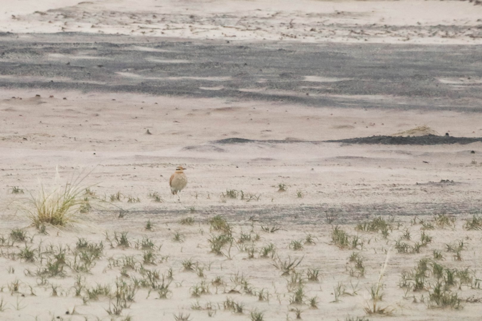 Cream-coloured courser, Cursorius cursor