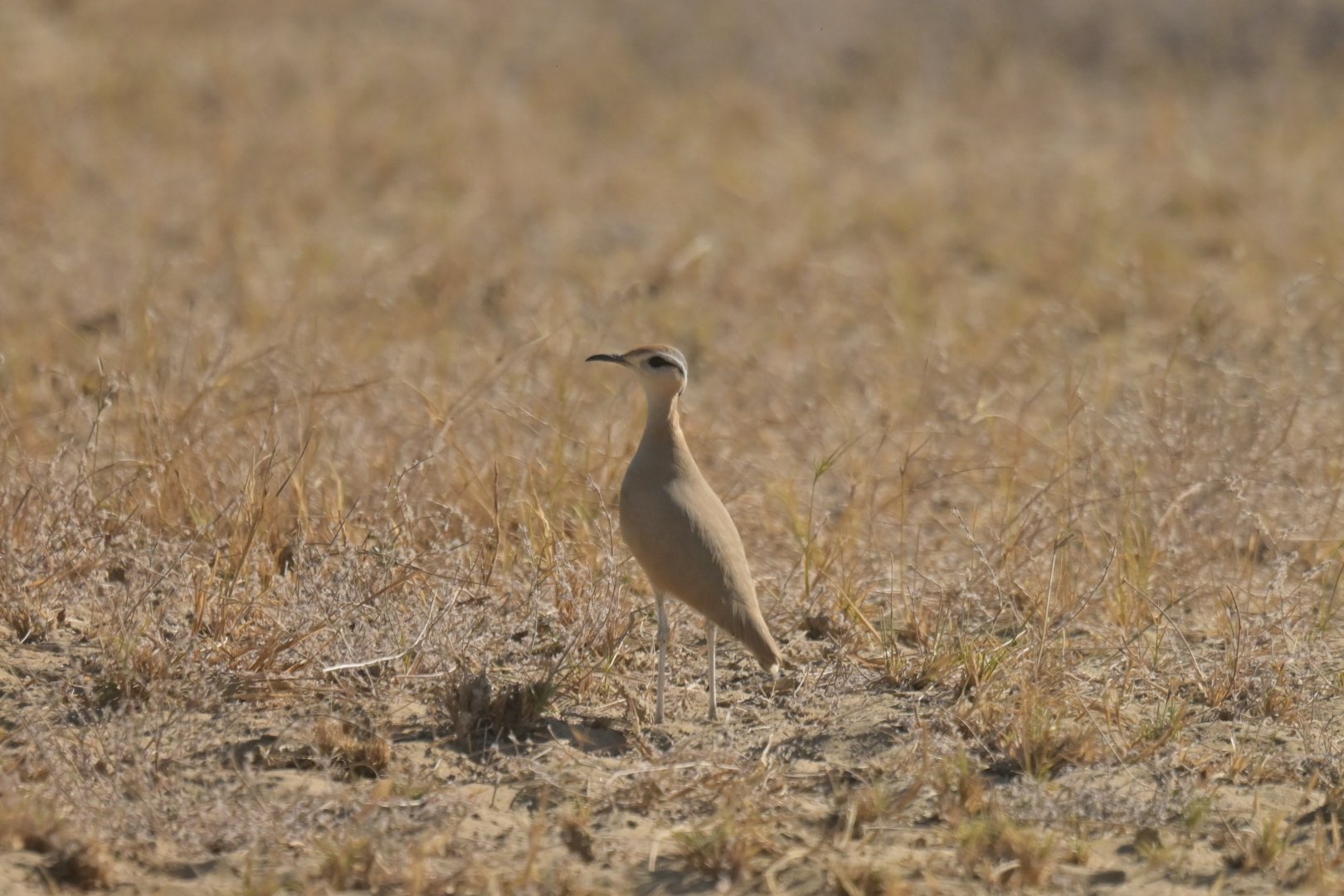 Cream-coloured courser Cursorius cursor