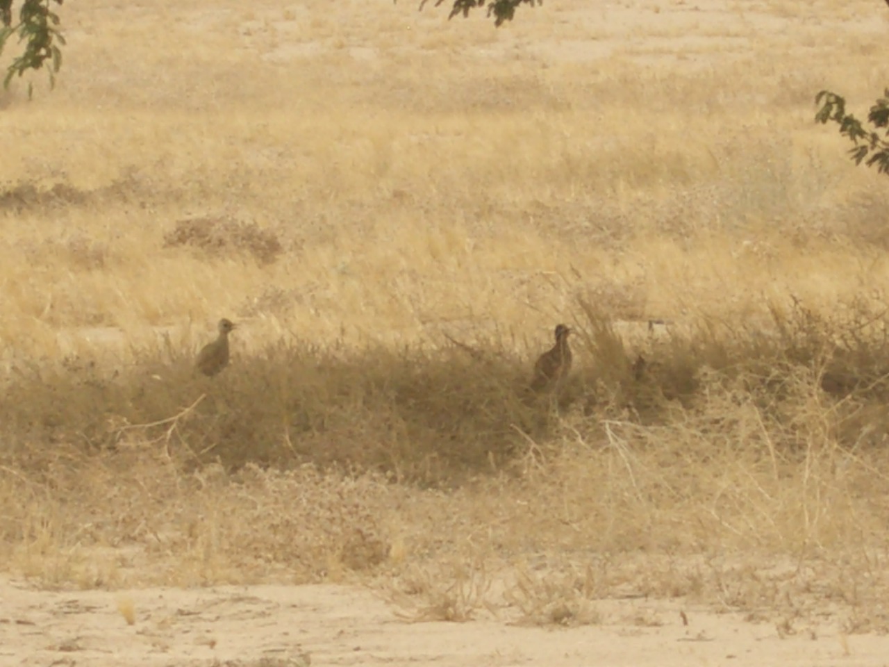 cream-coloured courser
