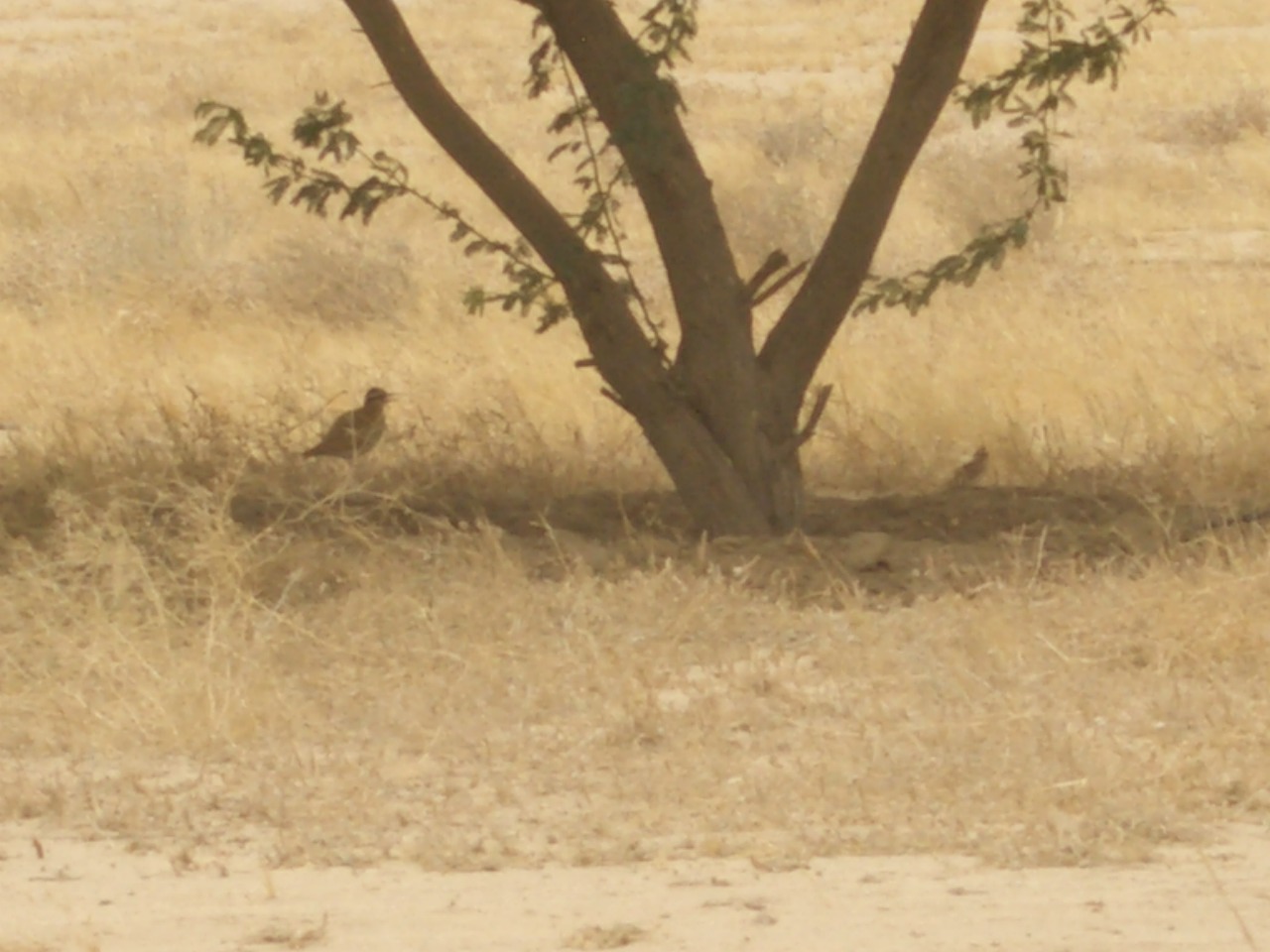 cream-coloured courser