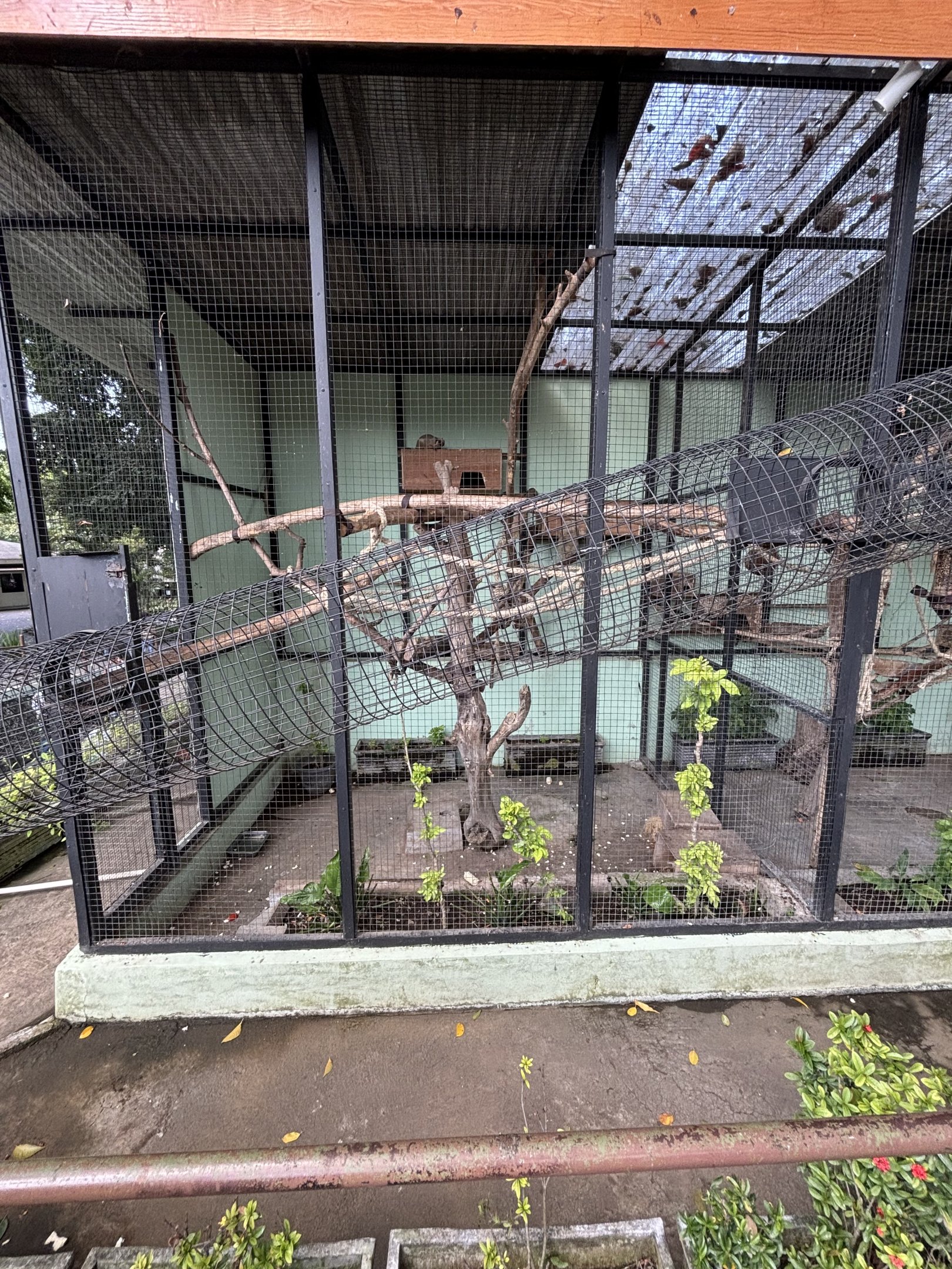 Cream-coloured Giant Squirrel Exhibit
