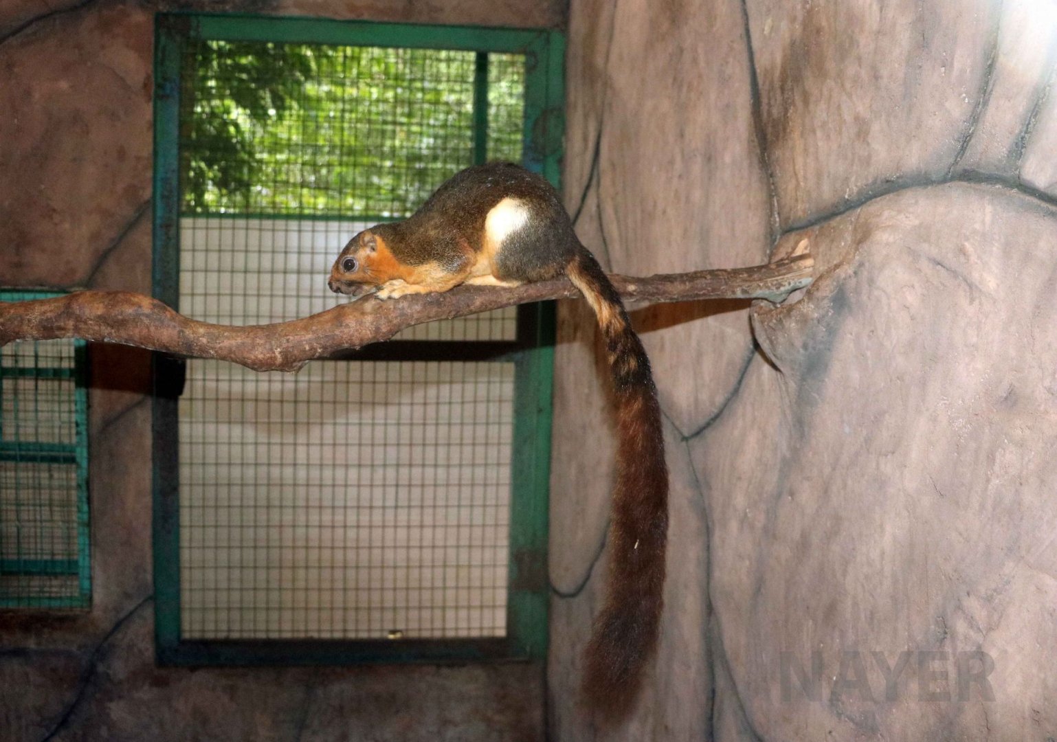 Cream-coloured giant squirrel, June 2016