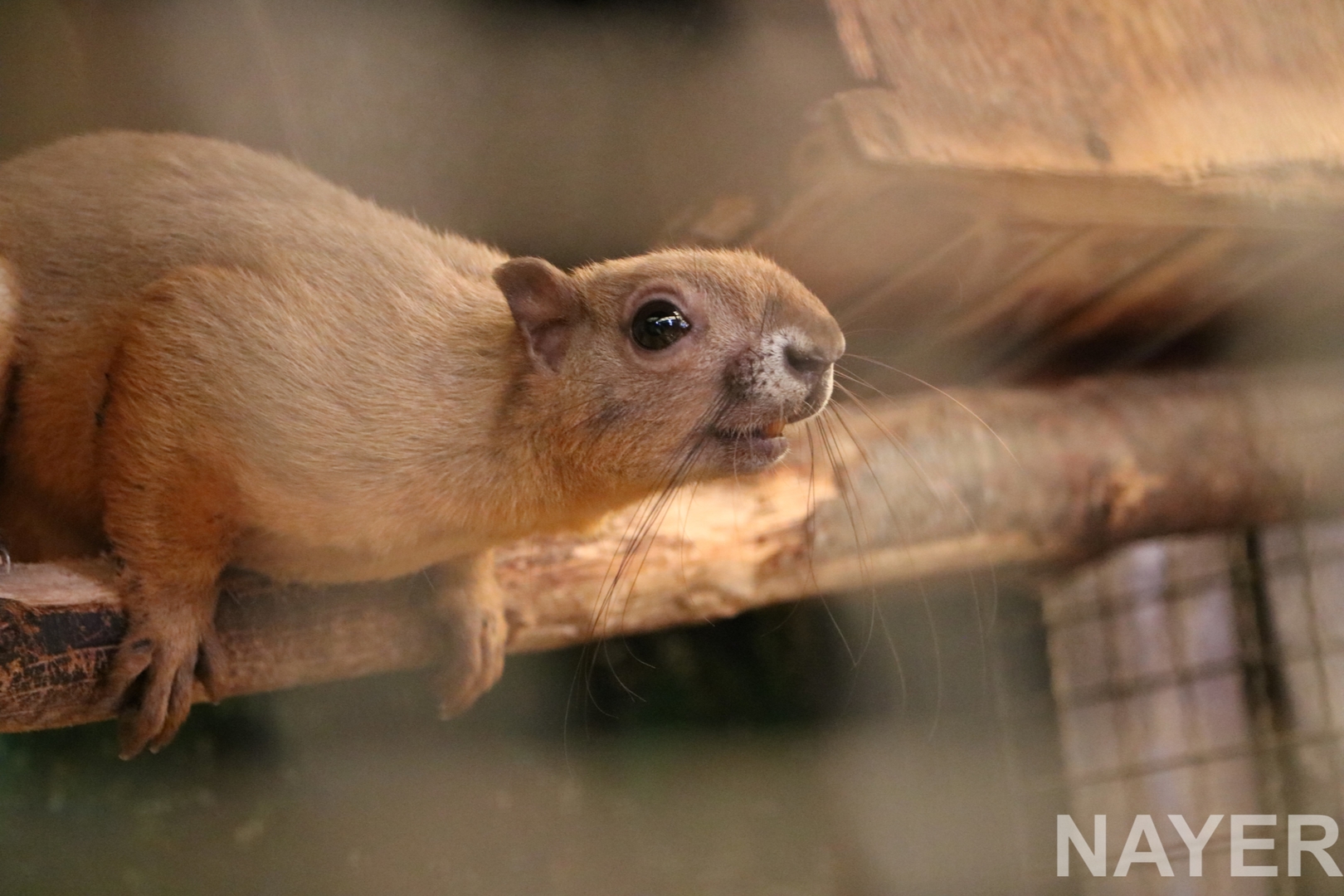 Cream-coloured giant squirrel, June 2016