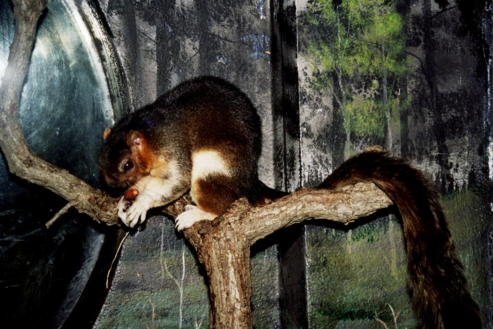 cream-coloured giant squirrel or pale giant squirrel (Ratufa affinis) scanned from 2006