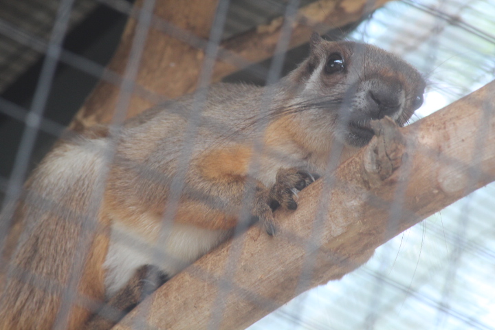 Cream-coloured giant squirrel (Ratufa affinis hypoleucos)
