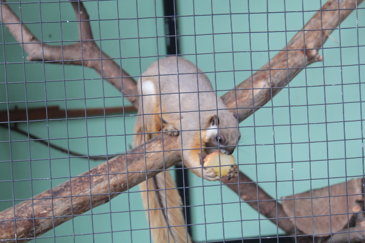 Cream-coloured giant squirrel (Ratufa affinis)