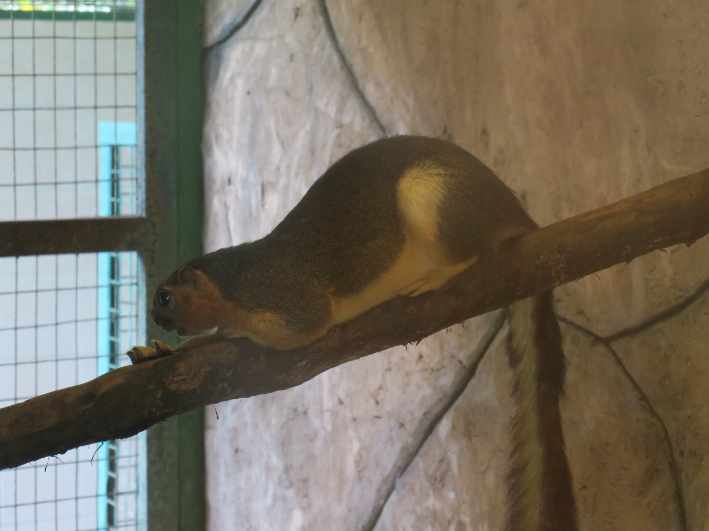 Cream-coloured giant squirrel