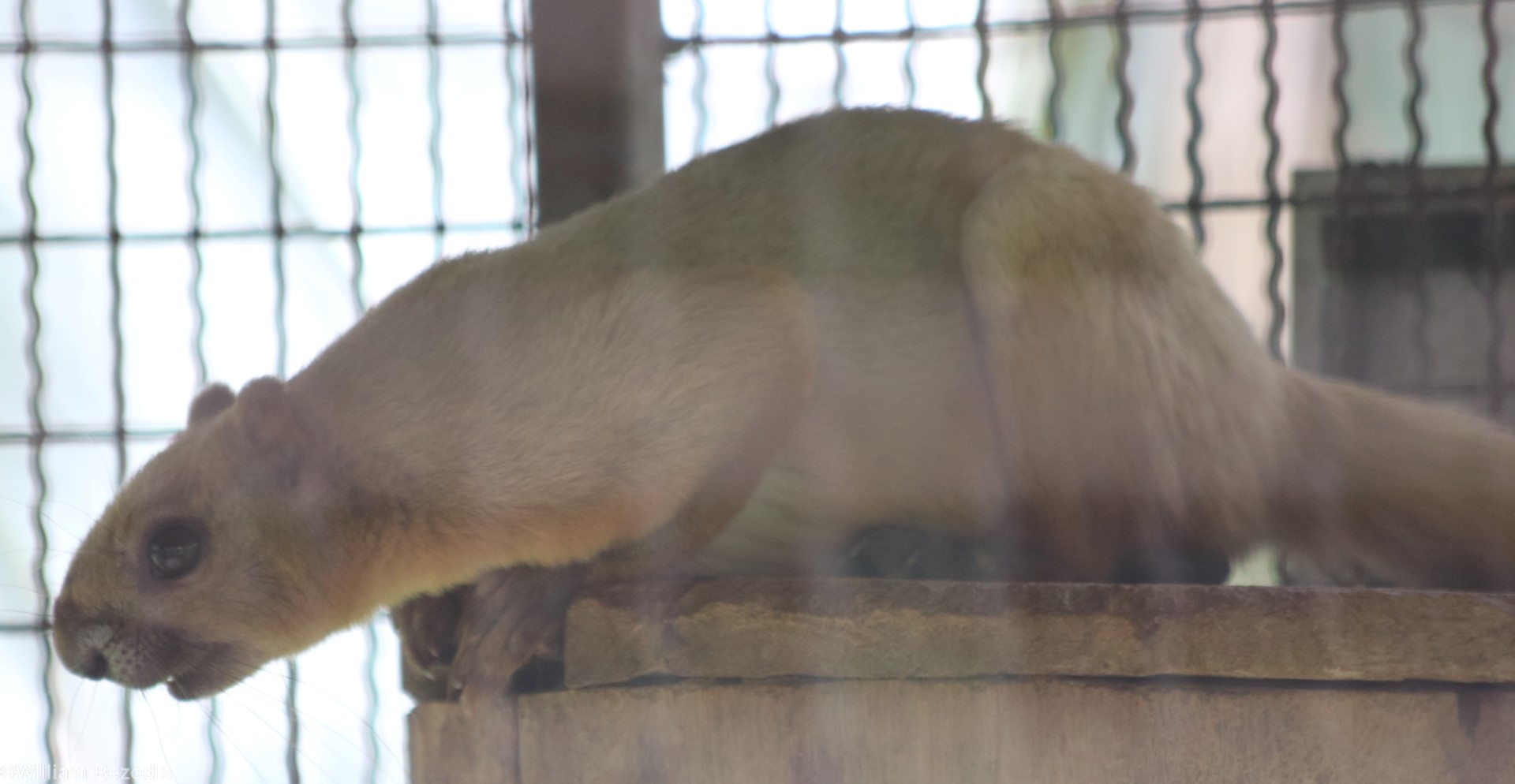 Cream-coloured Giant-squirrel