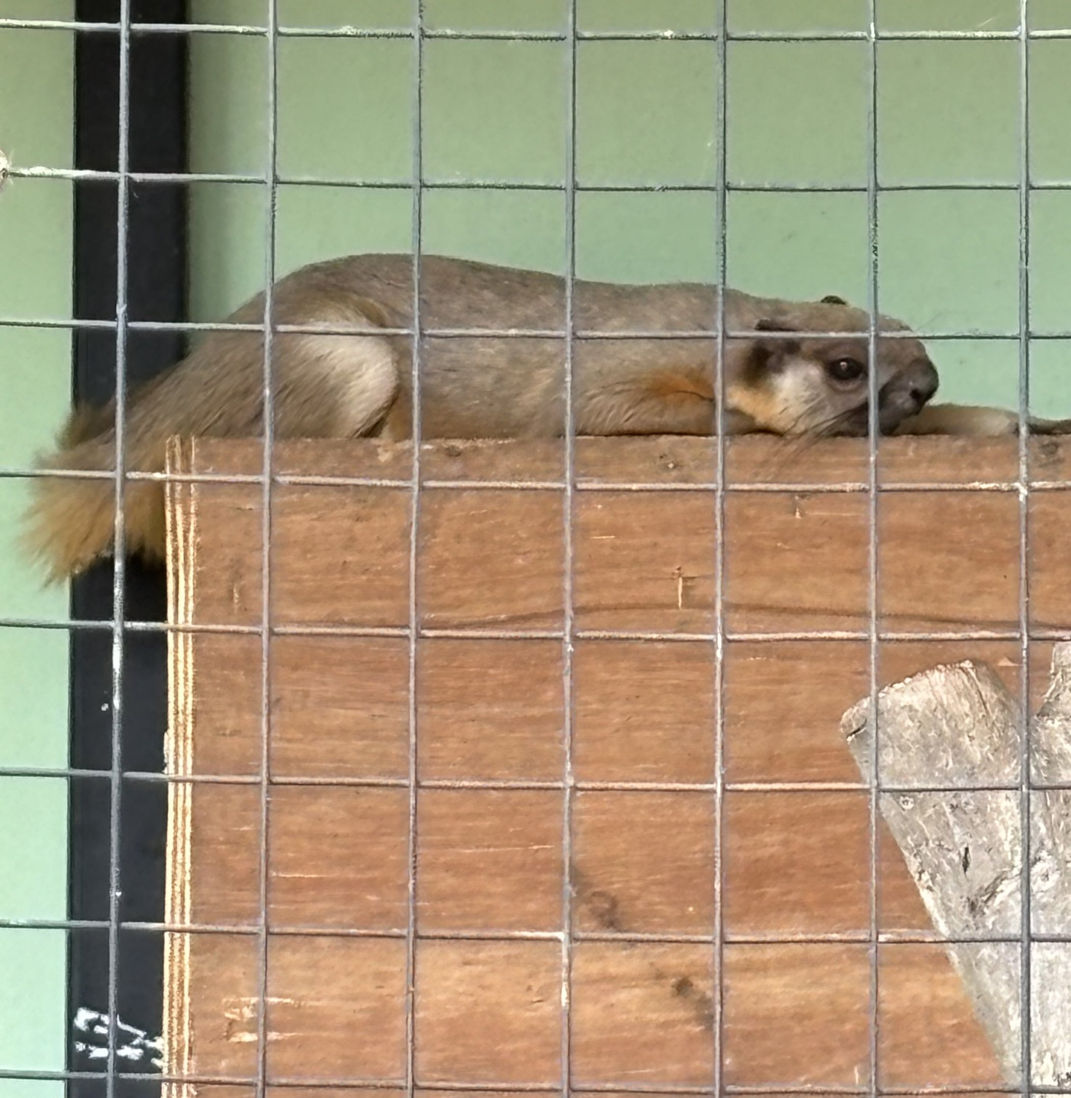Cream-coloured Giant Squirrel