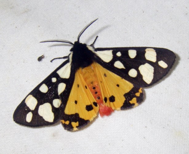Cream-spot Tiger Moth (Arctia villica)