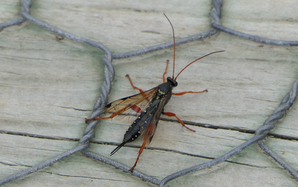 Cream-spotted Ichneumon
