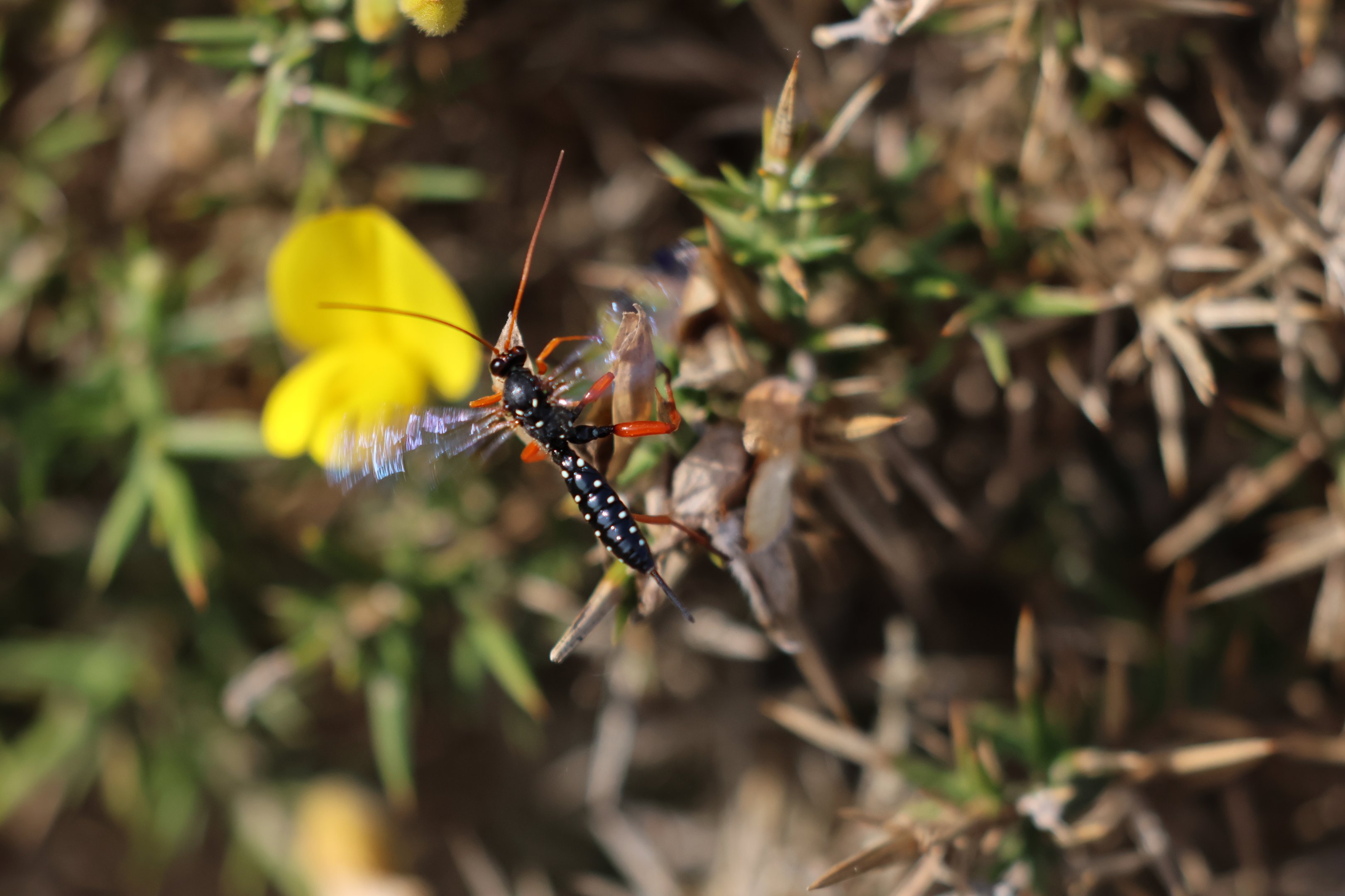 Cream-spotted Ichneumonid (Echthromorpha intricatoria), Pencarrow Coast Road (Lower Hutt, Wellington)