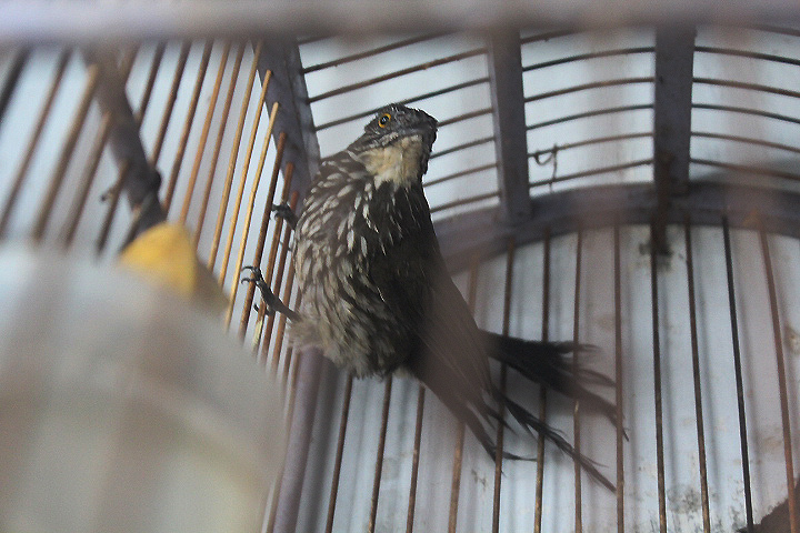 Cream-striped bulbul (Ixos leucogrammicus)