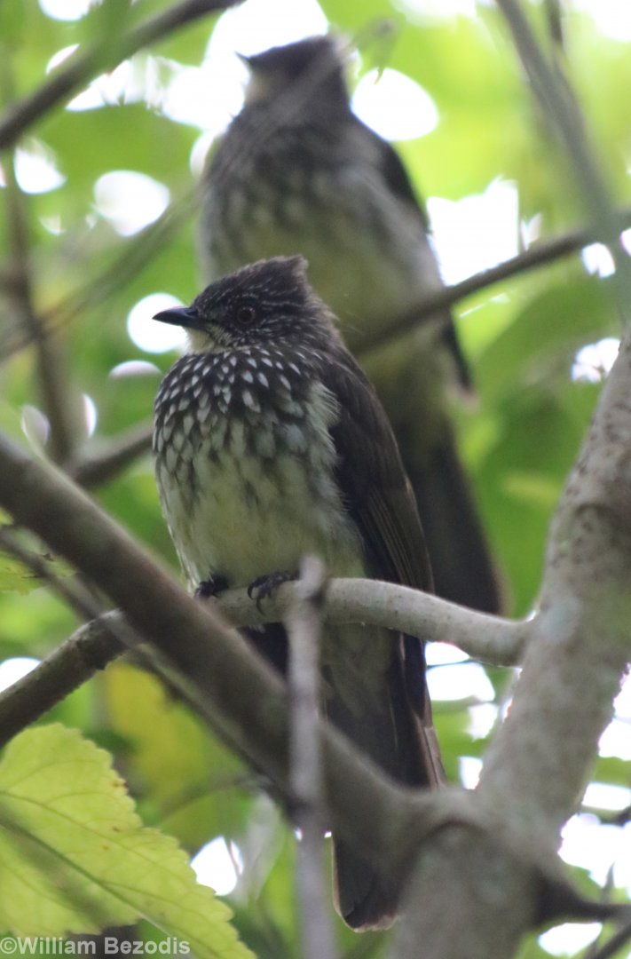 Cream-striped Bulbul - Tapan Road