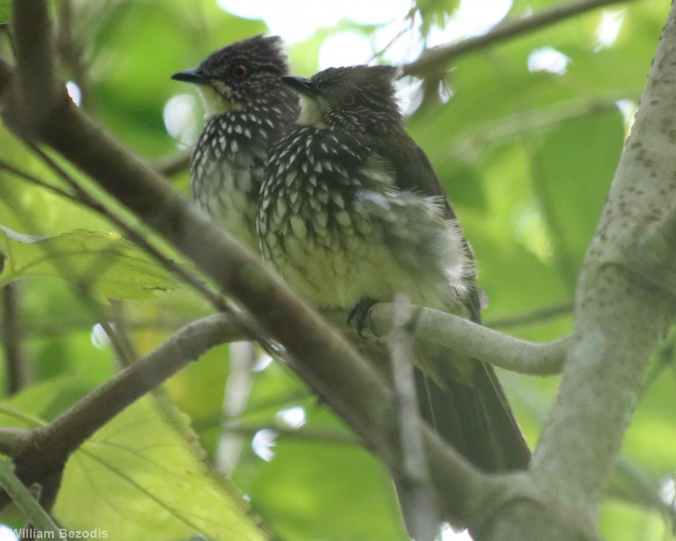 Cream-striped Bulbuls - Tapan Road