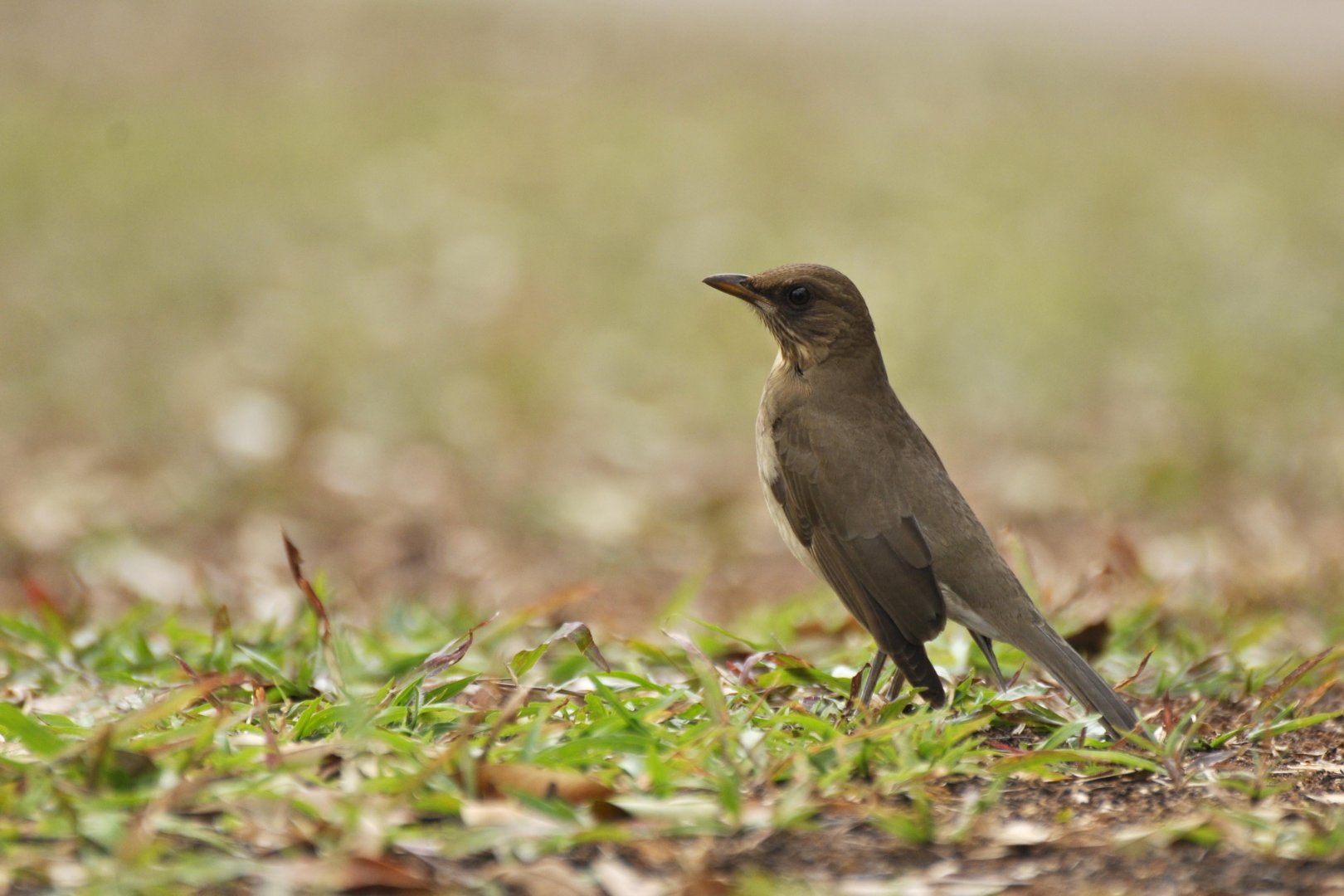 Creamy-bellied Thrush (Turdus amaurochalinus)
