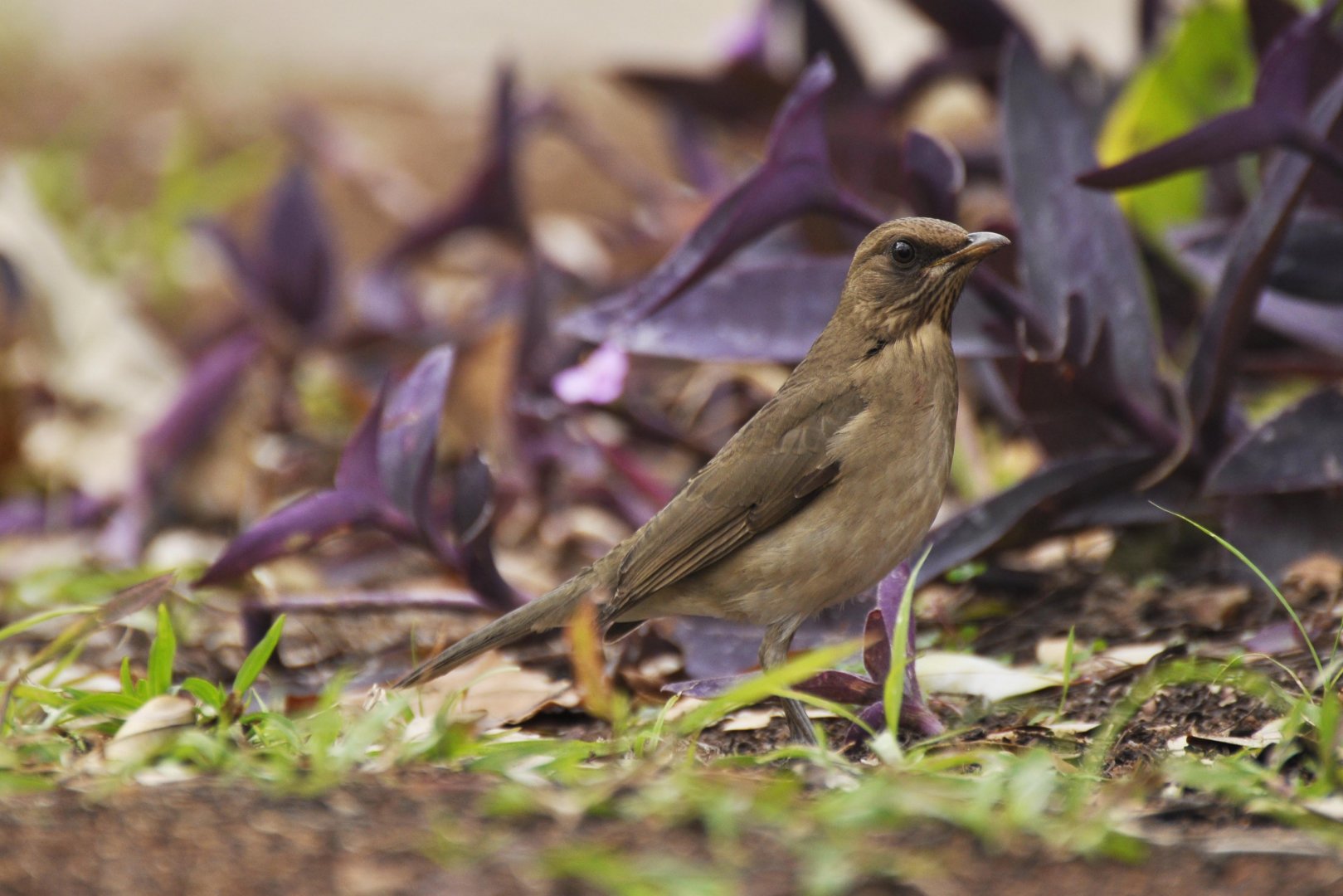 Creamy-bellied Thrush (Turdus amaurochalinus)