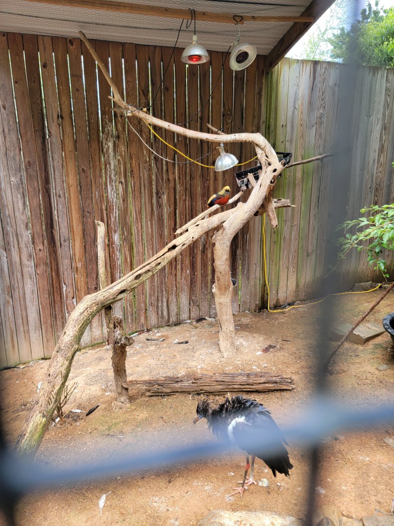 Creation Kingdom - Abdim's stork, golden pheasant