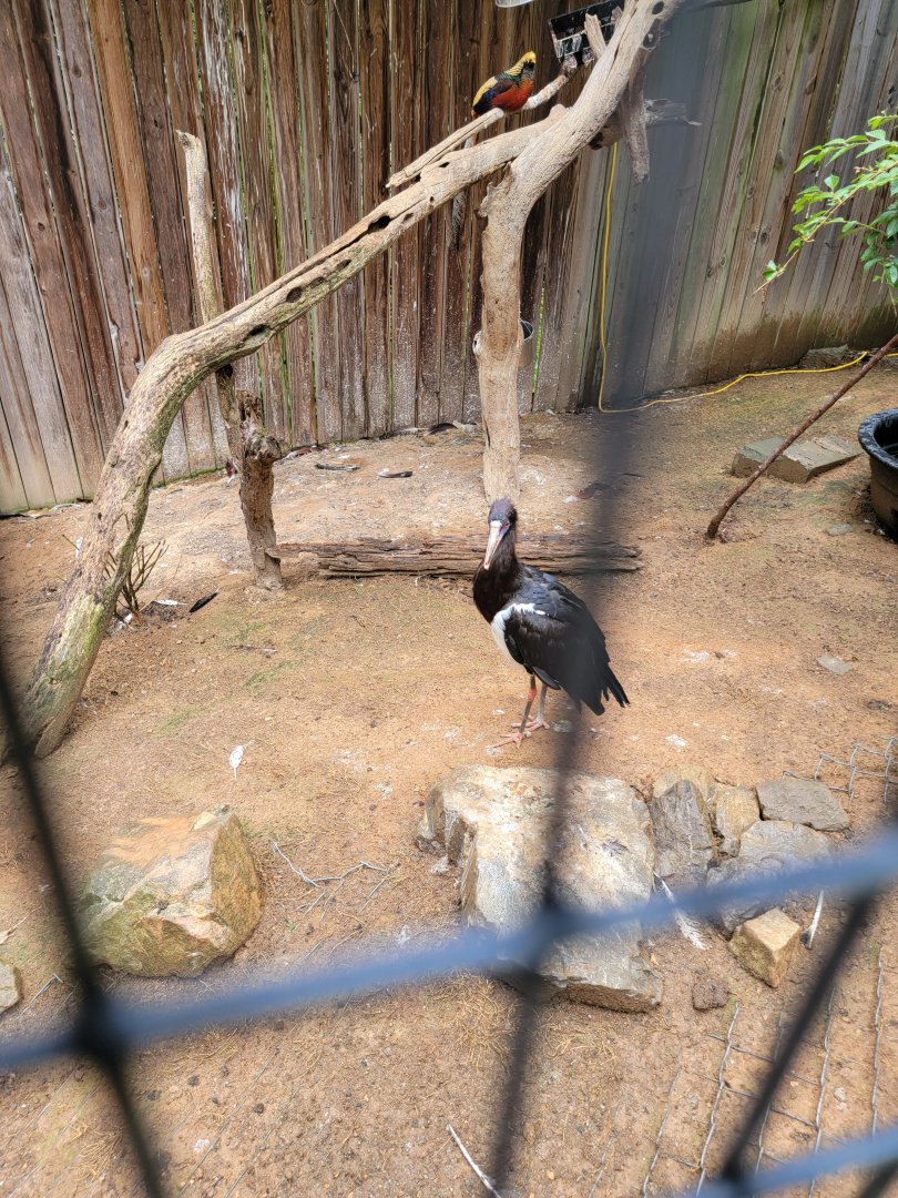 Creation Kingdom - Abdim's stork